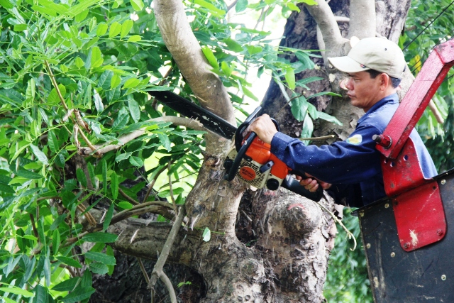 Dịch vụ chặt cây - Cây xanh Lan Phương