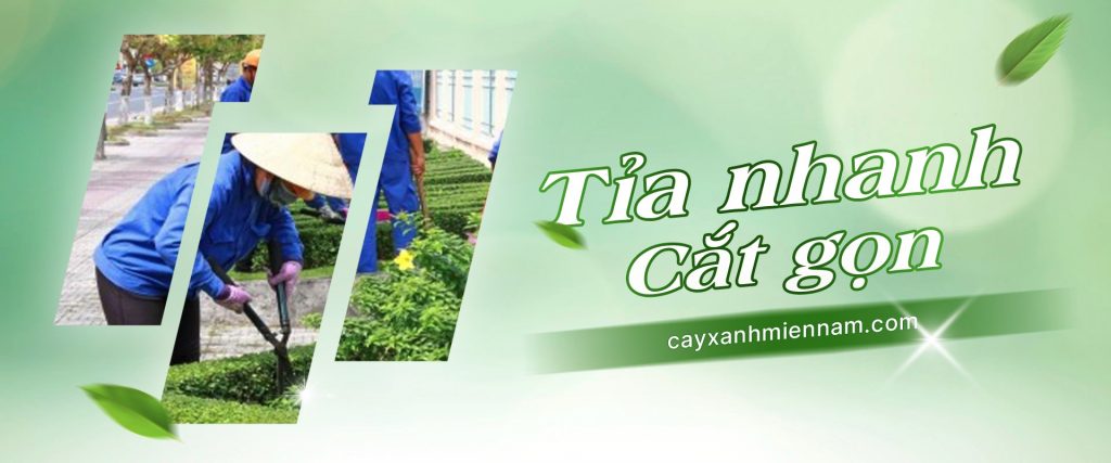 banner cây xanh